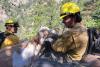 WATCH: Goat provides moral support to firefighters in Colorado Springs