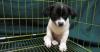 Hong Kong Customs Seizes Illegal Imported Dog, Arrests Woman at Lo Wu Control Point