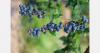 Peruvian seminar explores future of blueberry cultivation