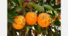 South Africa tops EU pest interception rankings as citrus export season gets underway