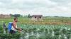 India's agrochemical sector to see muted Q1 FY27 earnings: Report