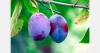 Czech Republic fruit growers report heat and drought losses in orchards