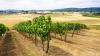 Oregon’s Winegrape Production Dropped by 25% Last Year: Report