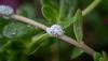 Pasture Mealybug a Major Concern for Florida Producers