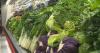 Colorado reports 90 cases of Cyclospora this year: What health officials want you to know