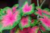 Caladium Festival Showcases the Industry Behind Lake Placid’s Signature Crop