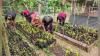 Indigenous Women Expand Nursery to Preserve Traditional Plants in Toledo