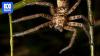 Australia's huntsman fastest spider on record, new study suggests
