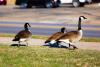 Alabama HOA culls 550 geese after flock grew to 5 times the USDA's safe threshold