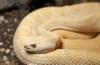 Arizona rattlesnake wrangler finds rare albino rattlesnake, then realizes it is pregnant