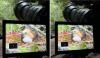 Active Nest of the Elusive Ornate Hawk-Eagle Discovered in Colombia