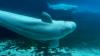 Ban breeding and entertainment as condition to ship Marineland whales to U.S., animal rights group urges