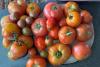 Missouri gardener's morning haul: wild blackberries, tomatoes, cabbage, and a 30-pound watermelon