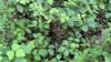 Minnesota family fears poison ivy in the woods, then learns most of it is a harmless native
