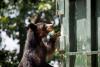 Wyoming's 'Par 5' bear raids dumpsters, then ends up treed and tranquilized