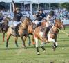 Outdoors in RI: Polo! Farmers Market Fun, Vineyard Music, Mosquitos, Invasive Pests, Aquatic Weed Control