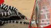 Panic as snakes escape breeding facility, fight to stay alive in raging floods: 