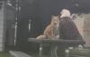 Fox and bald eagle spotted sharing Alaska picnic table in astonishing wildlife moment