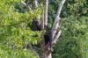 Elusive bear spotted in breathtaking photo from Ecuador's cloud forest