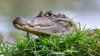 Florida's invasive caimans are moving beyond canals and into marshes near the Everglades