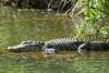 Pennsylvania Dad Fearlessly Saves His 11-Year-Old Son From Brutal Alligator Attack in Florida