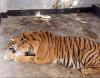 Bangladesh gets ready for its first release of tiger rescued from poachers’ trap