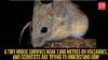 A tiny mouse survives near 7,000 metres on volcanoes, and scientists are trying to understand how