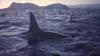 Huge orca superpod, believed to be the largest ever filmed, churns off Norway