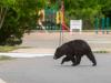 Bear breaks into multiple homes in Connecticut town: Residents now asking state officials for help