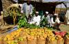 Sudan’s mango sector in crisis as war disrupts production, supply chains