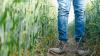 The ripple effects of farming injuries