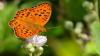 How cows are helping one of Britain's rarest butterflies