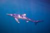 Blue shark spotted swimming in popular British harbour in rare sighting