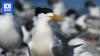 Local transmission of H5 bird flu confirmed in Australia