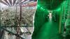 Authorities seize guns, cash and $104 million worth of illegal cannabis in California
