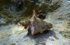 CBD sues NOAA Fisheries over lack of queen conch protections
