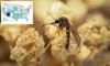 Paralyzing mosquito-borne illness surges in multiple states... as many patients develop severe brain-swelling form of disease