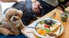 Dining out with dogs: Hong Kong’s pets enter new era of public life