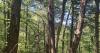 Maine's old growth forests are disappearing. This program could help save them