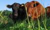 Why is beef so expensive? And can consumers expect lower prices anytime soon? ‘It’s got to get worse before it gets better.’