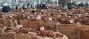 Malawi Earns US$184.4 Million from Tobacco Sales in 11 Weeks