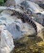 Long Island Game Farm unveils long-awaited alligator habitat
