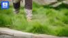 The lowdown on lush native lawns that only need mowing once a year