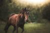 From Arabia to the Steppe, the horse helped nomads build empires and forge the Silk Road