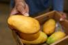 🥭 A secret mango trade | Morning Newsletter