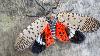 NC State Extension urges North Carolinians to report spotted lanternfly sightings