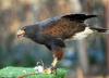 A missing Salt Lake City rescue hawk has been found. Here’s why its troubles aren’t over yet.