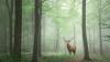 Belgium's stunning wildlife reserves: A list