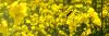 Scientists Warn EU Pesticide Reform Could Weaken Safety