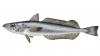 Falkland Islands fishing licence allocations to change for 2027